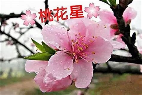 八字如何看桃花|一篇文章教你看懂八字里的桃花